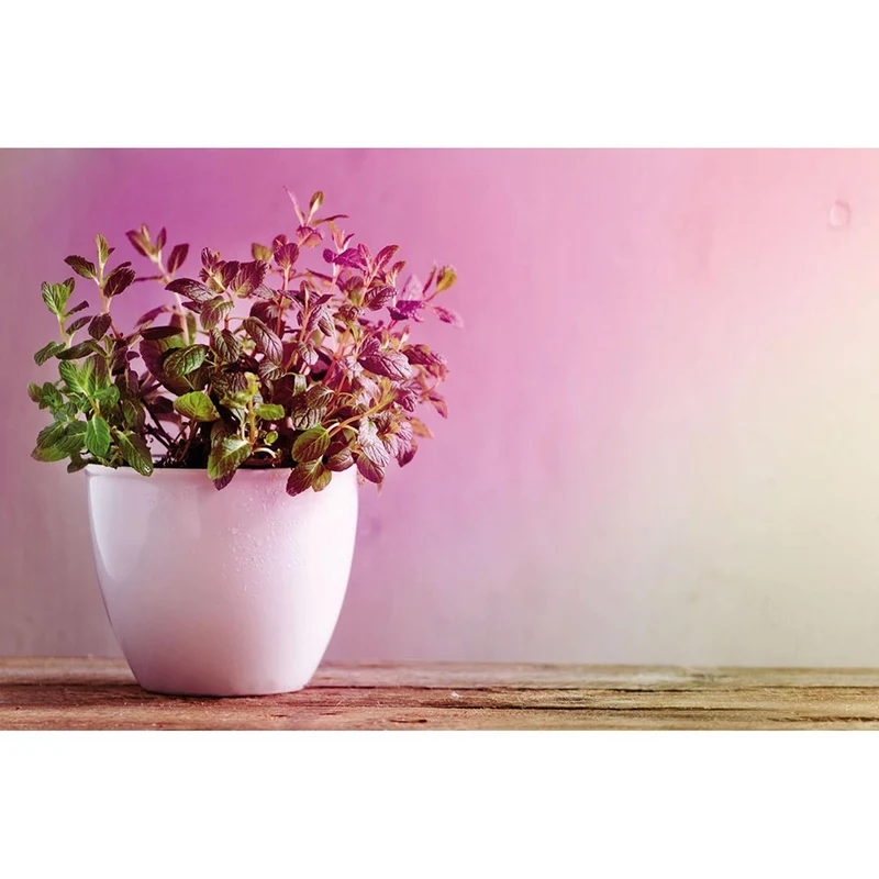 E14 4W LED Grow-Lampe Edition 1300K Reflektor Filament